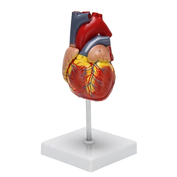 1: 1 Cilvēka Sirds Modelis, Anatomiski Precīzi Sirds Modeli Dzīves Izmēra Cilvēka Skeletu Anatomija Zinātnes Klasē Studiju Displejs T